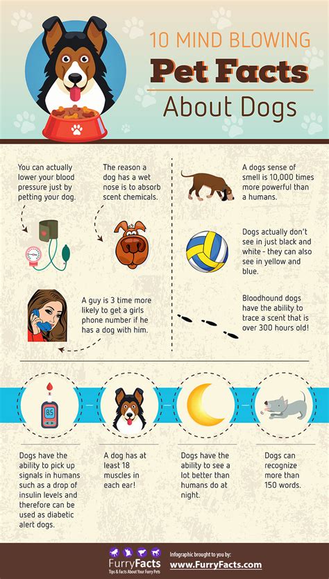 10 Mind Blowing Pet Facts About Dogs Furry Facts