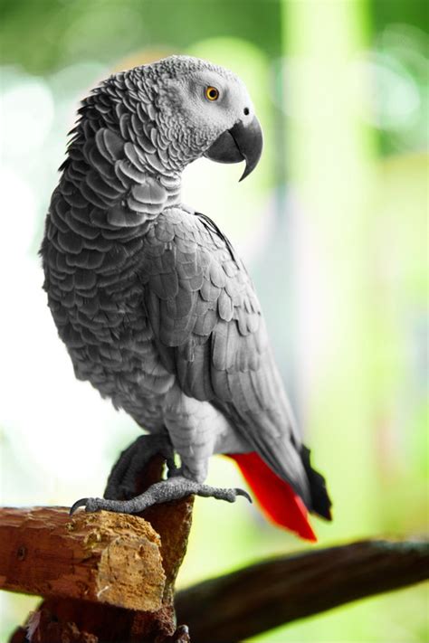 African Grey Parrots Arizona Exotics Other Parrots Resources