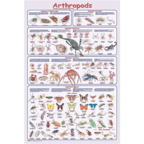 Euarthropoda — als euarthropoda werden die gliederfüßer im engeren sinne bezeichnet. Feenixx-Poster "Arthropods", Wissenladen.de