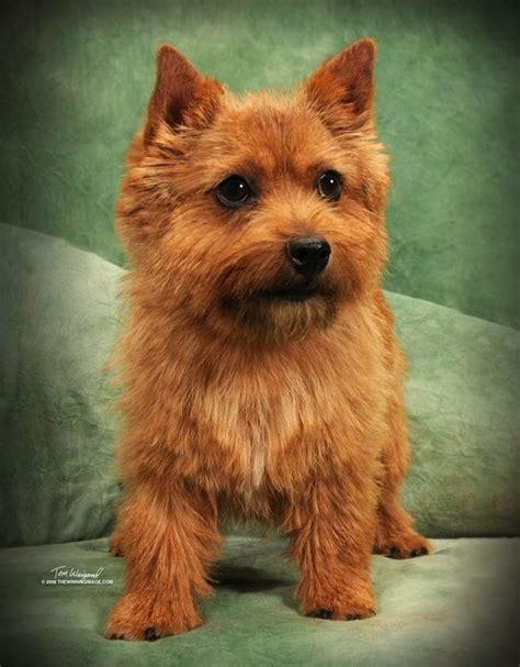 We keep our puppies until they are 12 weeks old. norwich terrier puppies for sale | Puppies for sale ...