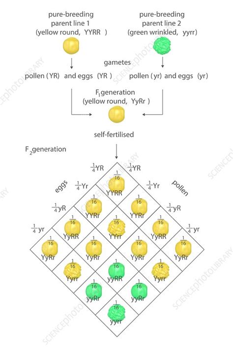 Mendelian Genetics Punnett Square Stock Image C0238582 Science