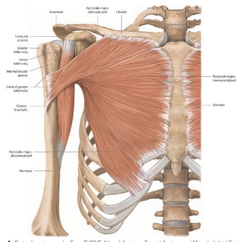 Figure From Introduction To Chest Wall Reconstruction Anatomy And Physiology Of The Chest And