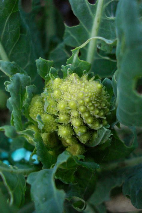 Some place it within the italica group with broccoli, while others. Romanesco broccoli | Romanesco broccoli is an edible ...