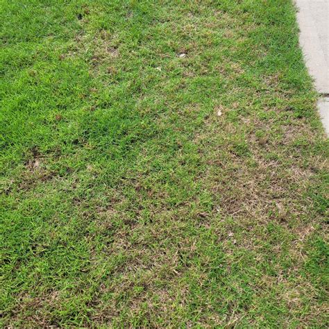 Two Types Of Bermuda Brown Patches R Lawncare