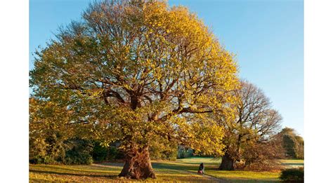 Five Terrific Tree Facts For Arbor Day Dk Find Out