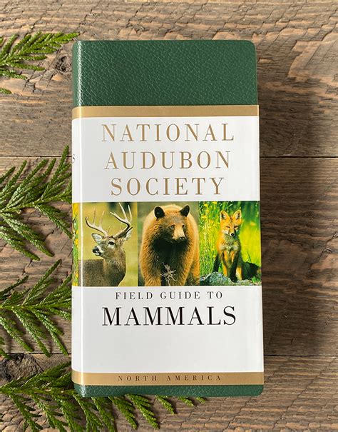 Field Guide To Mammals North Cascades Institute