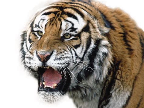 Tiger Face Transparent Image Png Arts