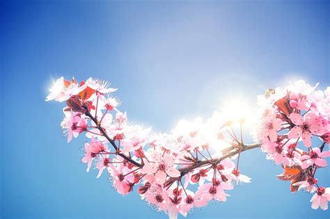 Spring Cherry Blossoms Plenty Of Natural Light Flowers Light Hell