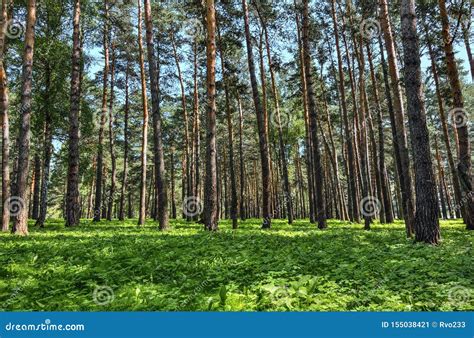 Pine Forest Beautiful Summer Sunny Landscape Stock Image Image Of