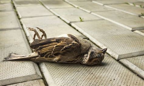 What Kills Birds Instantly Foods Plants And Household Hazards