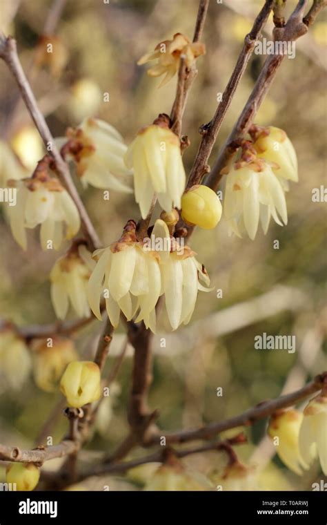 Chimonanthus Uk Hi Res Stock Photography And Images Alamy