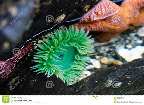 Sea Life Stock Photos Image 36317933
