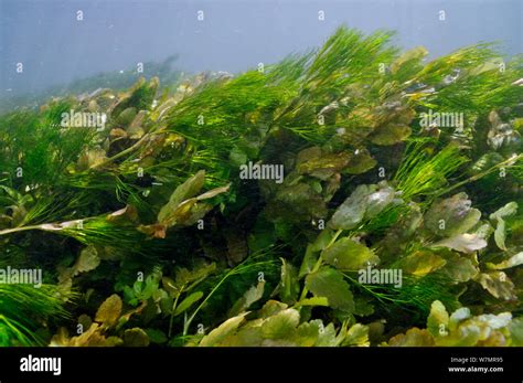 River Plants Uk Underwater Hi Res Stock Photography And Images Alamy