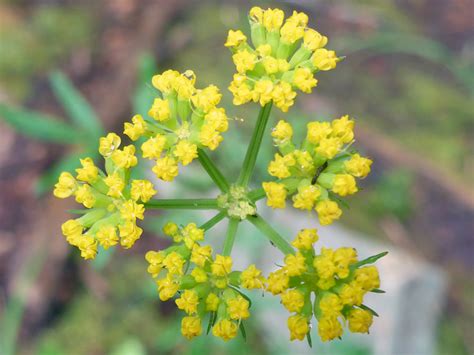 Flowers And Bracts Pictures Of Cymopterus Lemmonii Apiaceae