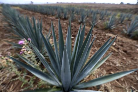 Mexicos Tequila Exporters Warily Eye Us Tariffs Deadline