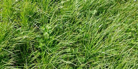 Perennial Ryegrass Vs Tall Fescue Outdoorreviewer