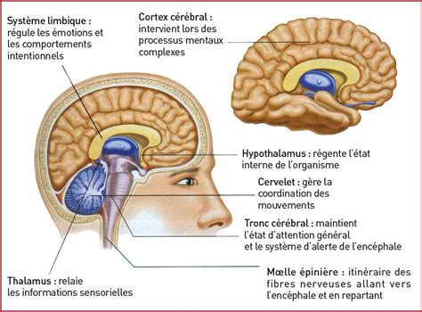 Atlas Du Cerveau