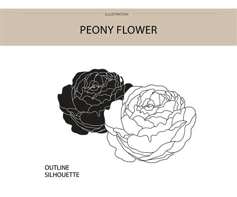 Peony Flower Silhouette Vector 16060538 Vector Art At Vecteezy