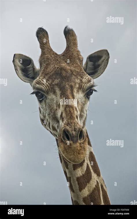 Giraffe Eyes Hi Res Stock Photography And Images Alamy