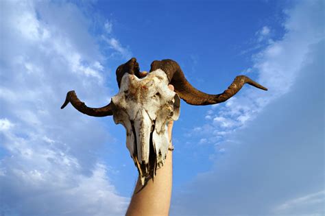 The male sheep between one to two years is yearling ram. Spanish Goat Skull - Front | Animal skulls, Animals wild ...
