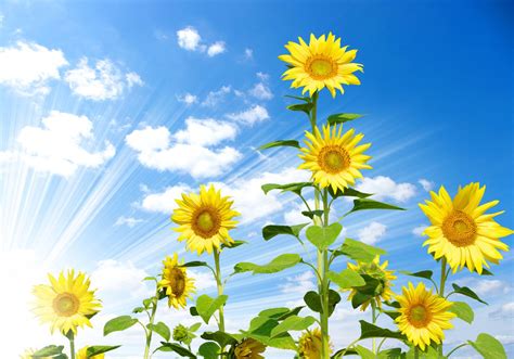 Sunflowers Sky Wallpapers Wallpaper Cave