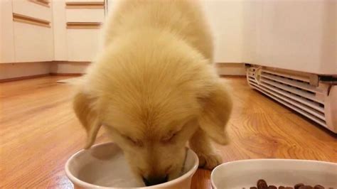 Of course, during hot summer months the amount will increase if. Puppy Drinking Water & Eating Food - 8 Week Old Boy English Cream Golden Retriever - YouTube