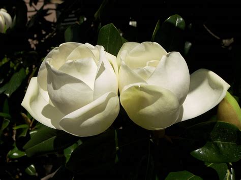 Magnolia Flower Quotes Quotesgram
