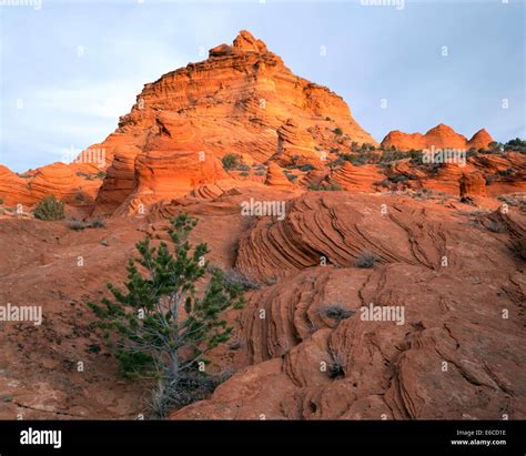 Vermillion Cliffs National Monument Arizona Usa Young Pinyon Pine
