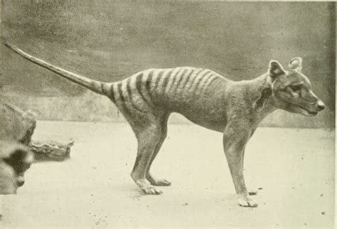 Best Of Extinct Animals That Are Back