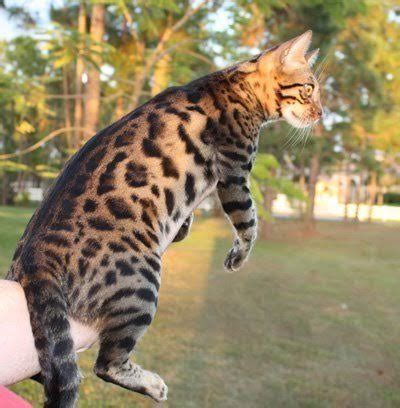 This small, elusive wildcat is kittens florida snow bengal kittens florida snow bengal florida snow bengal cat florida bengal cat florida bengal cats for sale florida bengal kittens for. Snow Bengal kittens, Snow Bengal kittens for sale, Bengal ...