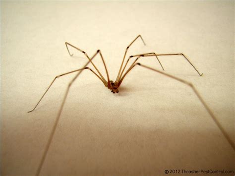 Cellar Spider Daddy Long Legs Thrasher Termite And Pest Control