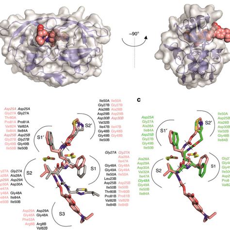 Inhibition Of Hiv Gag Processing By Compound A Schematic
