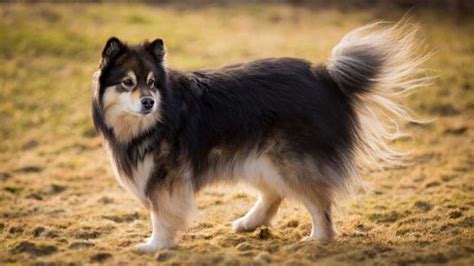 Finnish Lapphund Dog Breed Lifespan And Origin