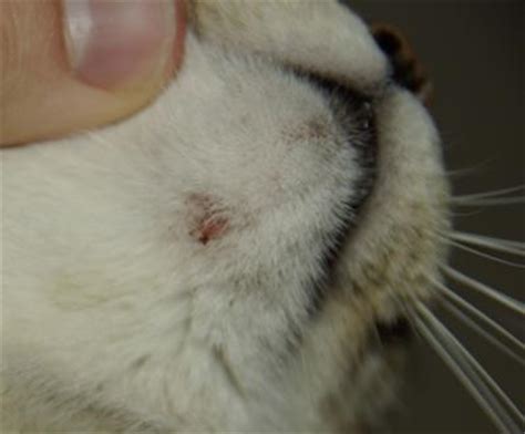 They're used when pain lasts for a long time. Sore on chin of Cat | Ask The Cat Doctor