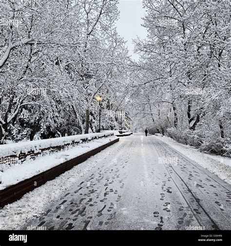 A Sole Person Walks Down A Snowy Tree Lined Pathway Stock Photo Alamy