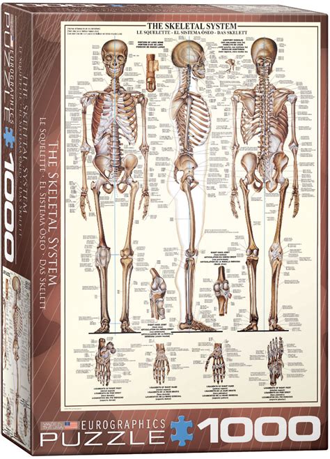 It's easy to look at these and think of. Skeletal System Jigsaw Puzzles at Eurographics