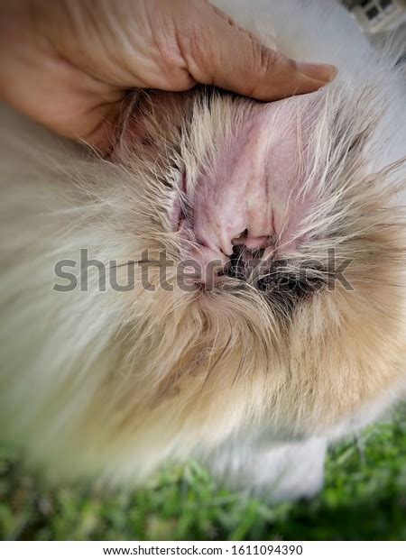 Dog Ear Problemshow Symptom Dermatitis On Stock Photo 1611094390