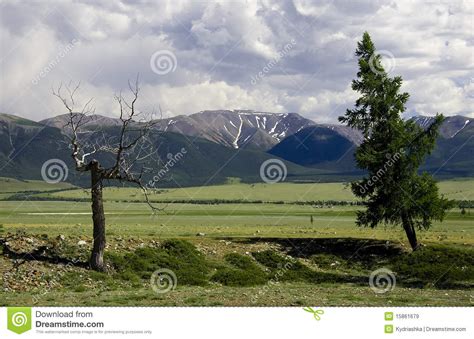 Bare Dead Tree And Green Pine On Meadow Stock Image Image Of