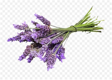 Com Organic French Lavender Vera Transparent Lavender Plant Png