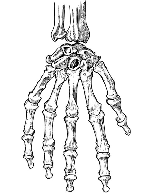 Skeleton Drawing On Hand At Getdrawings Free Download