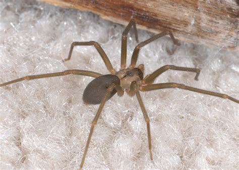 Avoid Close Encounters With Venomous Spiders Mississippi State