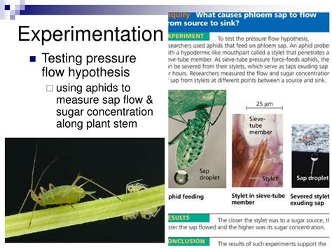 We did not find results for: PPT - Transport in Plants Chapter 36 PowerPoint ...