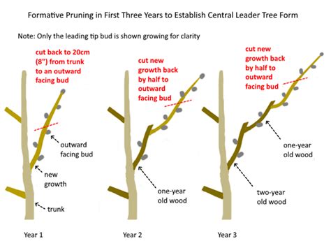 Pruning Plum Trees To Keep Them Small Yahaira Aldridge