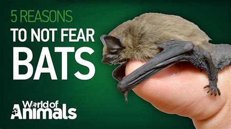 5 Reasons To Not Fear Bats Youtube