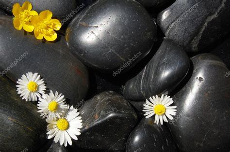 Daisy Flowers On Black Stones — Stock Photo © Gunnar3000 2987564