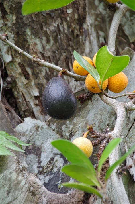 We did not find results for: Trees and Plants: (Climbing Fig) Ficus punctata