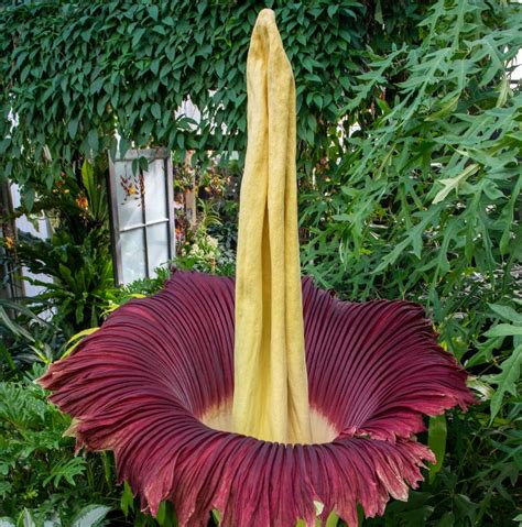 Biggest Flower In The World All You Need To Know
