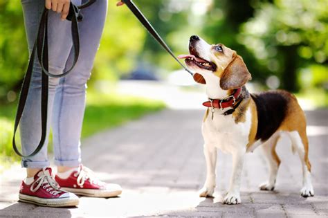 The Benefits Of Walking Your Dog Glen Oak Dog And Cat Hospital
