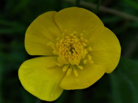 Buttercups Ranunculus