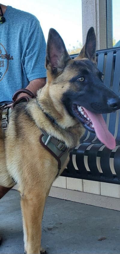 Rocky German Shepherd Rescue Of Orange County